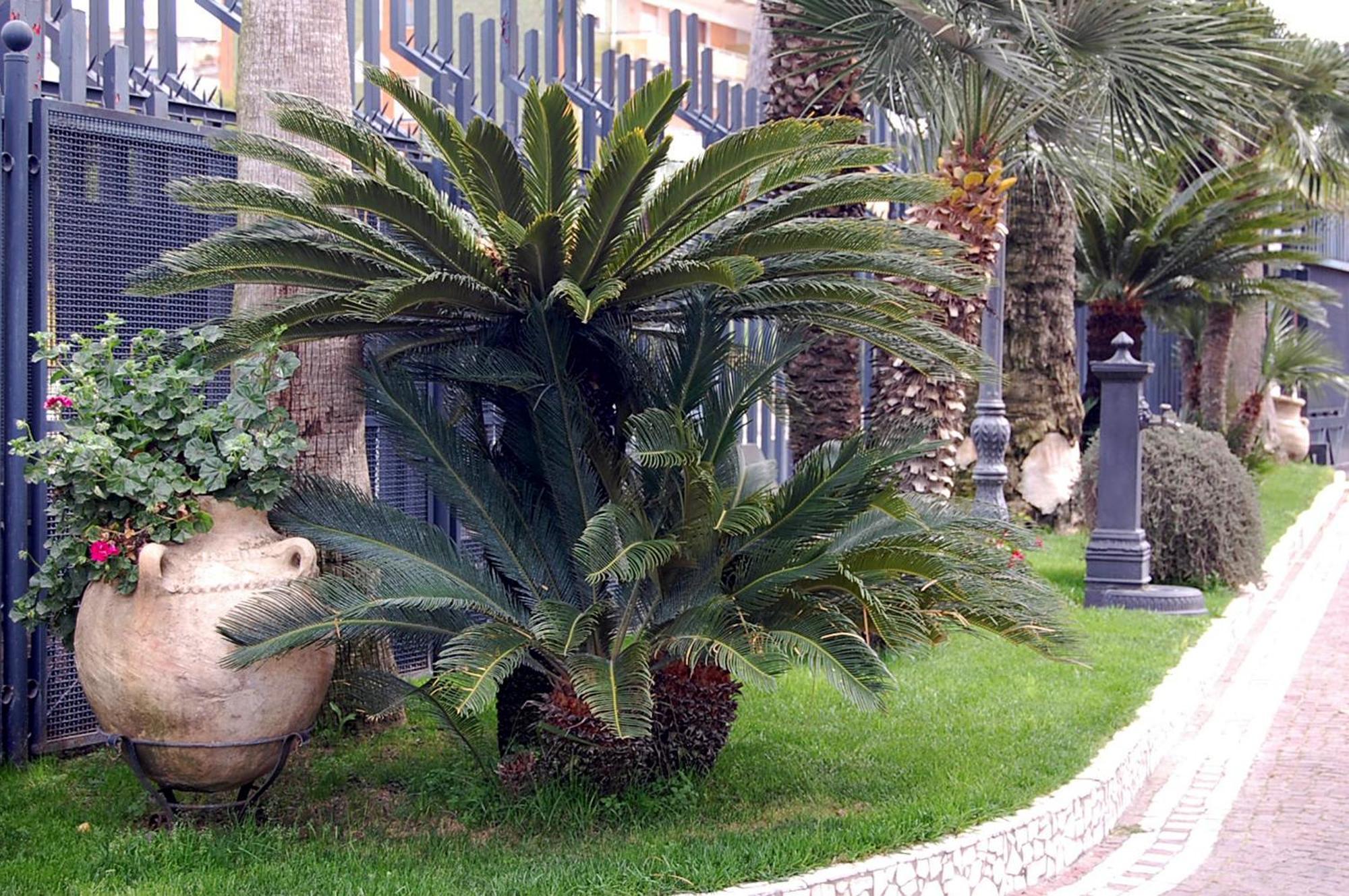 โรงแรมริสโตรันเต โดนาโต เอสอาร์แอล Calvizzano ภายนอก รูปภาพ